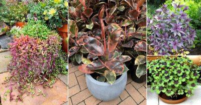Best Plants with Purple and Green Leaves | Purple and Green Plants - balconygardenweb.com