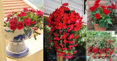 71 Best Red Flower Names - balconygardenweb.com