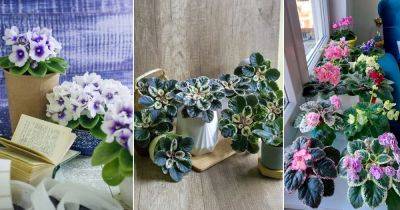 How to Force African Violets to Bloom Better and Fuller - balconygardenweb.com