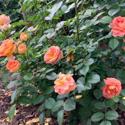 Tom’s Favorite Cold-Hardy Roses - finegardening.com - county Ontario
