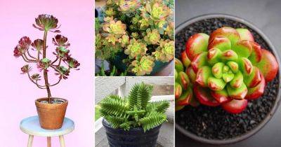 20 Pretty Succulents that Change Color - balconygardenweb.com