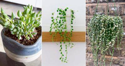 6 Best Types of String of Pearls Varieties - balconygardenweb.com