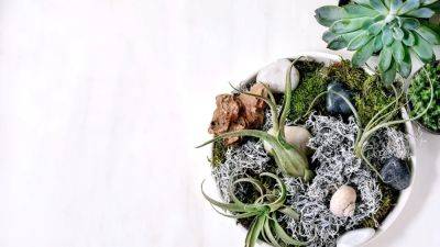 How to care for air plants | House & Garden - houseandgarden.co.uk - Britain
