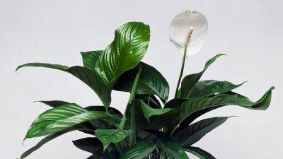 Peace lily: How to care for peace lilies | House & Garden - houseandgarden.co.uk - Britain - city Columbia