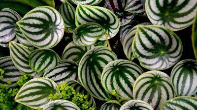 10 underrated houseplants, according to professional green thumbs | House & Garden - houseandgarden.co.uk