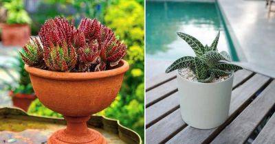 Types of Aloe | 23 Best Aloe Varieties For Containers - balconygardenweb.com