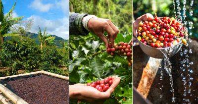 Harvesting Coffee - balconygardenweb.com