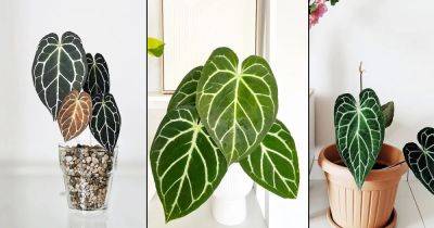 Anthurium Crystallinum Care and Growing Guide - balconygardenweb.com