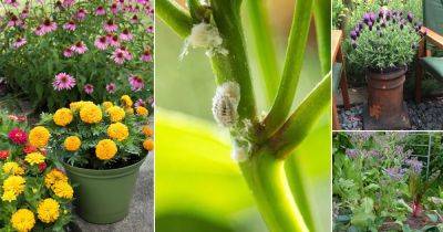 20 Plants You Should Grow for Pest Control - balconygardenweb.com