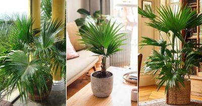 How to Grow China Palm | Livistona chinensis Care - balconygardenweb.com - China - South Africa - Japan - Taiwan