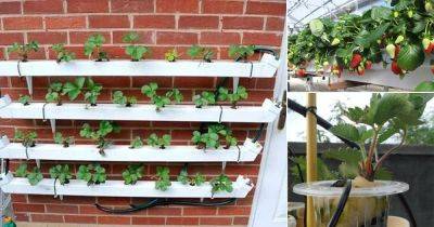 Growing Strawberries Hydroponically | How to Grow Hydroponic Strawberries - balconygardenweb.com