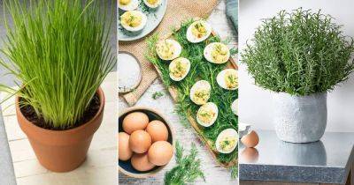 11 Best Herbs You Should Grow For Eggs - balconygardenweb.com