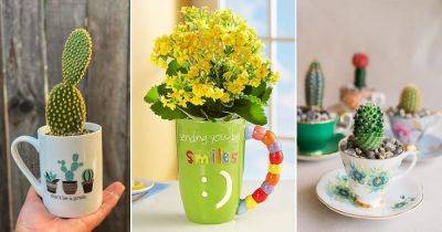 8 Succulents You Can Grow in Teacups & Coffee Mugs - balconygardenweb.com