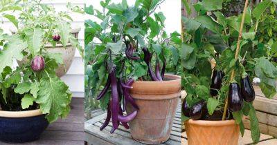 How to Grow an Eggplant in a Pot | Aubergine Care - balconygardenweb.com - China - India