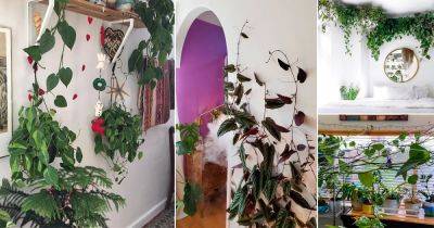 19 Beautiful Indoor Vines that Give Jungle Vibes - balconygardenweb.com - Britain