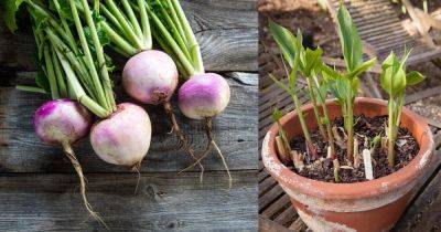 11 Best Root Vegetables For Containers - balconygardenweb.com