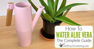 How To Water Aloe Vera - getbusygardening.com