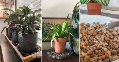 How to Make a Pebble Tray for Houseplants to Increase Humidity - balconygardenweb.com - Britain