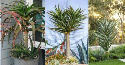 Aloe Hercules Care | How to Grow Tree Aloe in Pots - balconygardenweb.com - South Africa