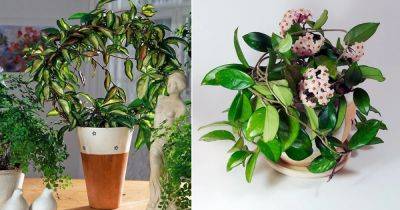 Hoya Carnosa Care Indoors | How To Grow Waxplant Hoya - balconygardenweb.com