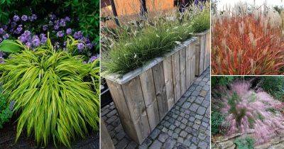 15 Best Ornamental Grasses For Shade - balconygardenweb.com