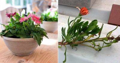 Growing Gerbera Daisy From Cuttings | How to Grow Gerbera Daisy - balconygardenweb.com - South Africa