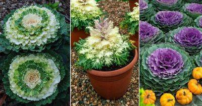 16 Best Types of Ornamental Cabbage Varieties - balconygardenweb.com