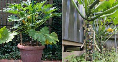 How to Grow Zucchini Vertically to Save Space and Unlimited Harvest - balconygardenweb.com