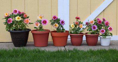 How to Grow Dahlias in Pots and Containers - gardenerspath.com
