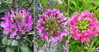 Is There a Pink Spider Plant | How To Grow a Pink Spider Plant - balconygardenweb.com