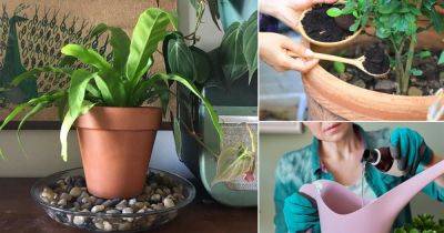 11 TikTok Plant Care Hacks to Keep Your Leafy Friends Alive in 2022 - balconygardenweb.com