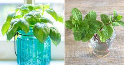 7 Herbs You Can Grow In Water Indoors All Year Round - balconygardenweb.com
