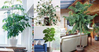 33 Best Large Indoor Plants | Tall Houseplants for Home & Offices - balconygardenweb.com
