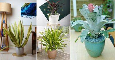13 Plants that Look Like Snake Plant - balconygardenweb.com