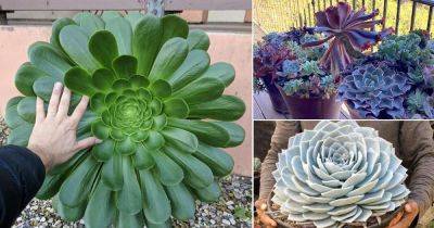 How to Grow Big Size Succulents Faster (8 Incredible Tips) - balconygardenweb.com - city Sansevieria