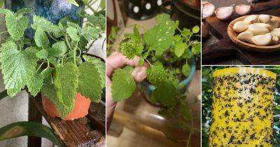 White Spots on Catnip Leaves: Reasons and Solutions - balconygardenweb.com