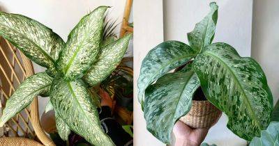 Dieffenbachia Memoria Corsii Care and Growing Guide - balconygardenweb.com - Italy