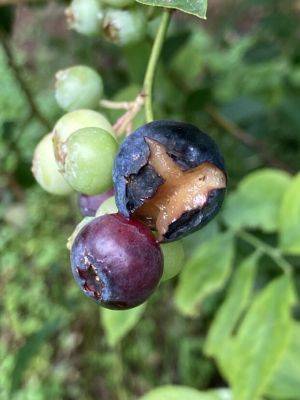 What Is It? Wednesday – Blueberry Splits - hgic.clemson.edu