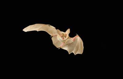 Over Half of Bat Species Are At Severe Risk - modernfarmer.com - Usa - Canada - Mexico