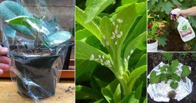 How to Get Rid of Whiteflies on Plants | 14 Ways to Kill Whiteflies - balconygardenweb.com - state California