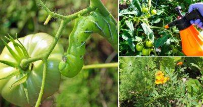 How to Get Rid of Tomato Hornworms | 16 Super Remedies - balconygardenweb.com