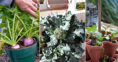 14 Vegetables to Plant in Late Summer in Containers - balconygardenweb.com