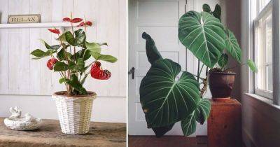 11 Romantic Heart Shaped Leaf Plants To Grow Indoors - balconygardenweb.com