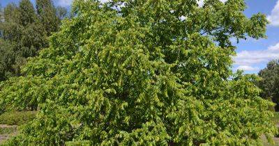 How to Grow Butternut (White Walnut) Trees - gardenerspath.com - Usa - Canada