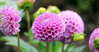 How to Prevent Dahlias from Falling Over: Support Options for Your Plants - gardenerspath.com - Ireland
