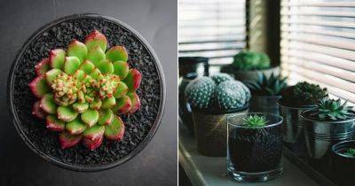 Can Succulents Grow In Shade? - balconygardenweb.com