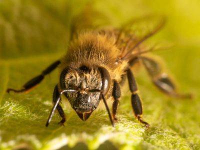 How A Bee Sees A Flower And How It Helps Pollination - gardeningknowhow.com