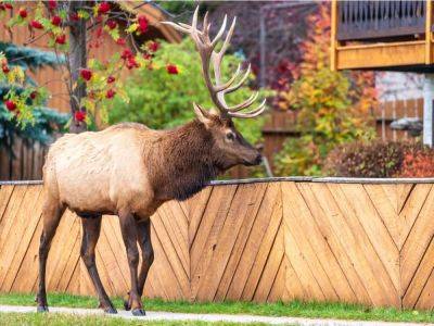 Best Ways To Prevent Elk From Damaging Your Garden - gardeningknowhow.com