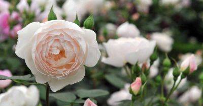When and How to Water Roses | Gardener's Path - gardenerspath.com