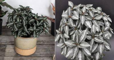 Growing Pilea Silver Tree in Pots | Silver Tree Pilea Care - balconygardenweb.com